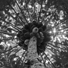 Papaya Circle 