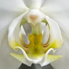 Orchid