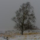 Wait for spring