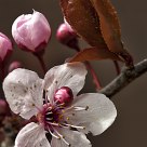 spring flower