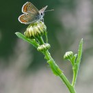Argus brun - Aricia agestis