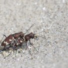 Cicindèle maritime - Cicindela maritima