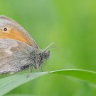 Pamphile - Coenonympha pamphilus