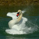 Swan while washing