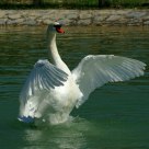 Cigno 2