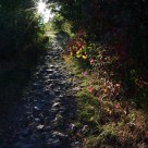 Sunny path