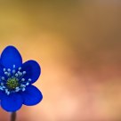 Hepatica nobilis