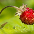 Fraise des bois