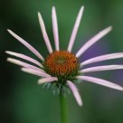 Delicate Chrysanthemum
