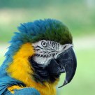 Portrait of a parrot.