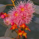 Coral Gum