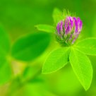 pink flower