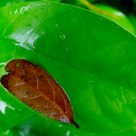Leaf