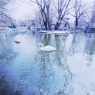 SWAN LAKE