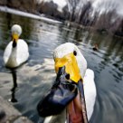 a hungry swan