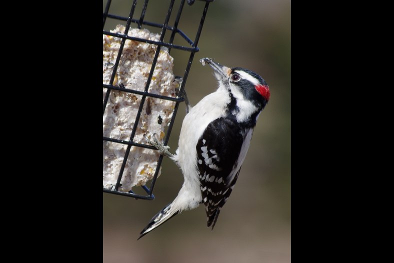 Redheaded Woodpecker