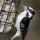 Redheaded Woodpecker