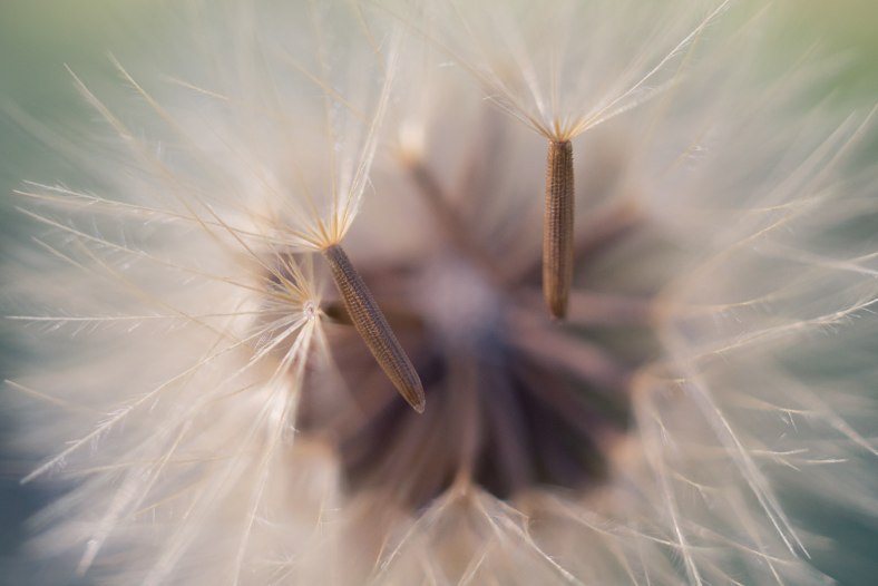 Dandelion
