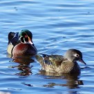 spring wood ducks