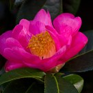 Camellia