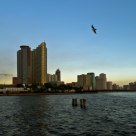 A Seagull over Manila Bay