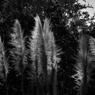 Reed in Afternoon