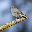 Black Redstart