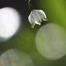 Spring snowflake