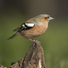 Common Chaffinch
