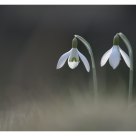 Snowdrops