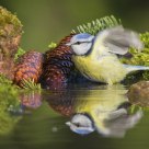Blue tit