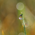 Magic of Dewdrops