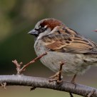 Sparrow