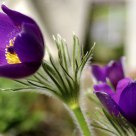 Anemone