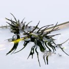 reflection