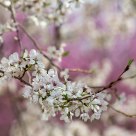 White Blossum