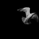 Beauty Flying Away
