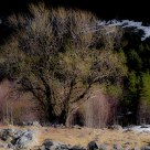 Old tree