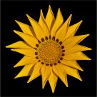 Star flower
