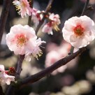 peach blossom