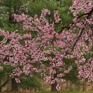 Springtime
