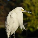 Egret