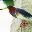 Brid
