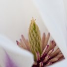 inside flower