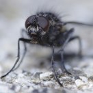 Fly