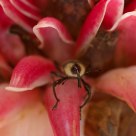 Carribbean Insect