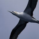 Gannet