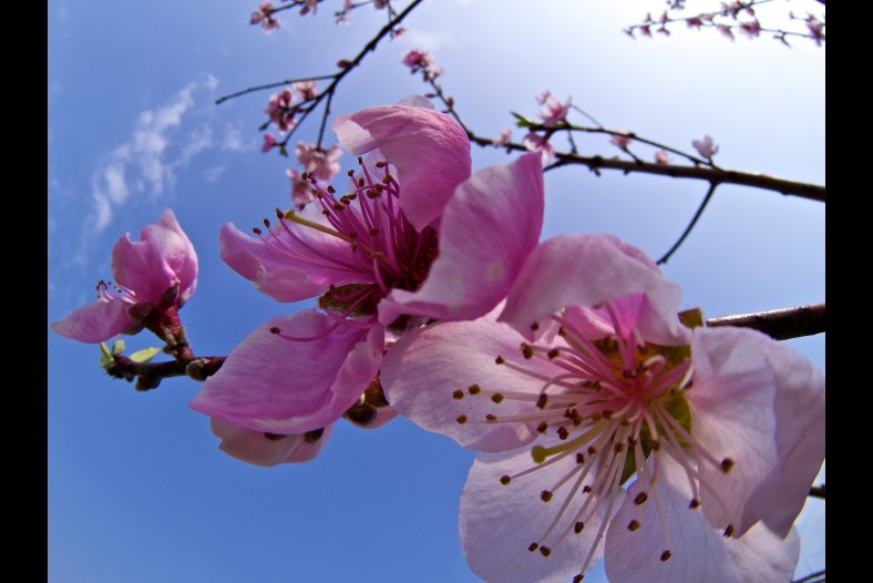 Fiori di pesco
