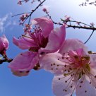 Fiori di pesco
