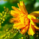 Sunny day